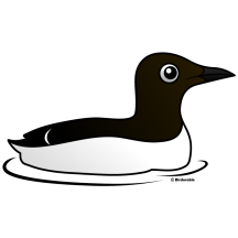 Common Murre (swim)
