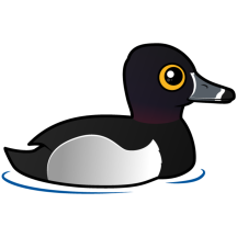 Ring-necked Duck