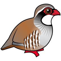 Red-legged Partridge