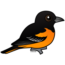 Baltimore Oriole