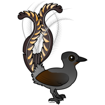 Superb Lyrebird
