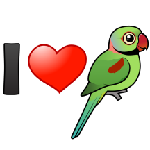 I Love Alexandrine Parakeets