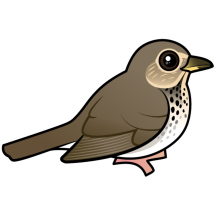 Swainson's Thrush
