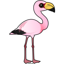 James's Flamingo