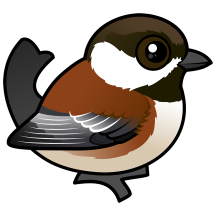 Chestnut-backed Chickadee