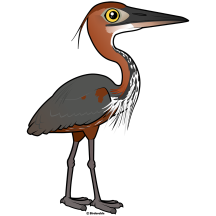 Goliath Heron