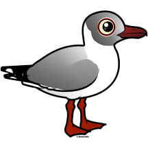 Gray-hooded Gull