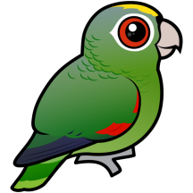 Mealy Parrot