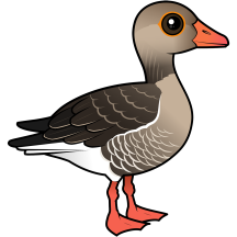 Greylag Goose