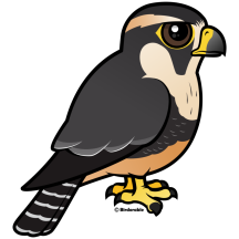 Aplomado Falcon