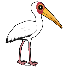 Yellow-billed Stork
