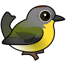 Nashville Warbler