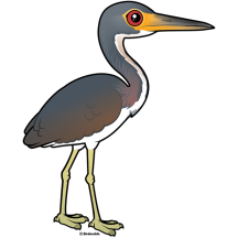 Tricolored Heron
