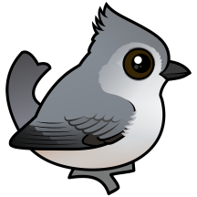 Juniper Titmouse
