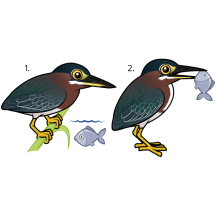 Green Heron Hunting Technique