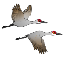 Sandhill Cranes in Flight