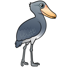Shoebill