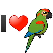 I Love Red-fronted Macaws