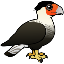 Crested Caracara