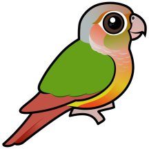Pineapple Green-cheeked Conure