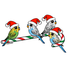 Holiday Budgies