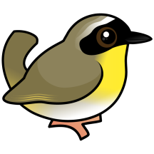 Common Yellowthroat