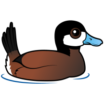 Ruddy Duck