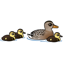 Mallard & three ducklings