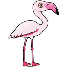 Greater Flamingo