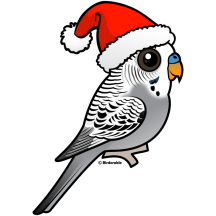Grey Budgie Santa Claus