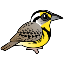 Western Meadowlark