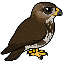 Common Buzzard