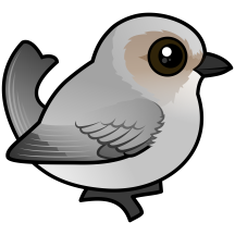 Bushtit (Interior)