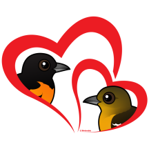 Baltimore Oriole Love
