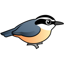 Red-breasted Nuthatch