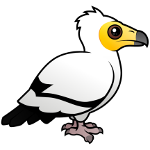 Egyptian Vulture