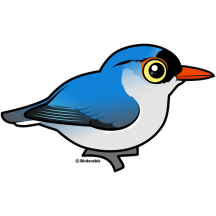 Velvet-fronted Nuthatch