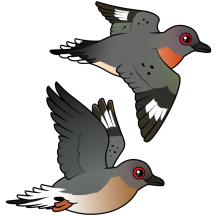 Passenger Pigeon Flight