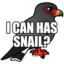 I Can Has Snail? with Snail Kite