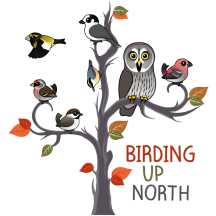 Birding Up North