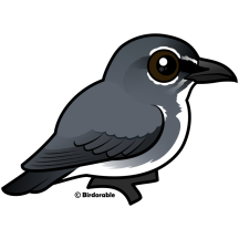 Spectacled Flowerpecker