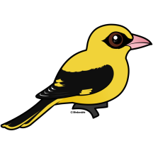 Eurasian Golden Oriole