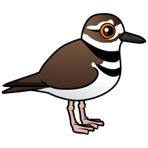 Birdorable Killdeer