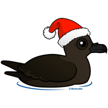 Christmas Christmas Shearwater
