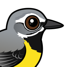 Wagtails & Pipits