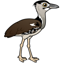 Kori Bustard