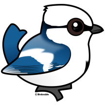 Azure Tit