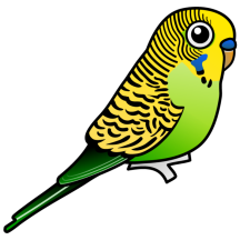 Budgies
