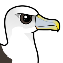 Albatrosses & Allies
