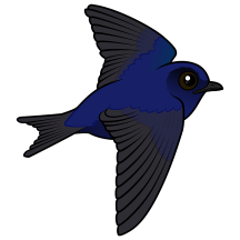 Purple Martin